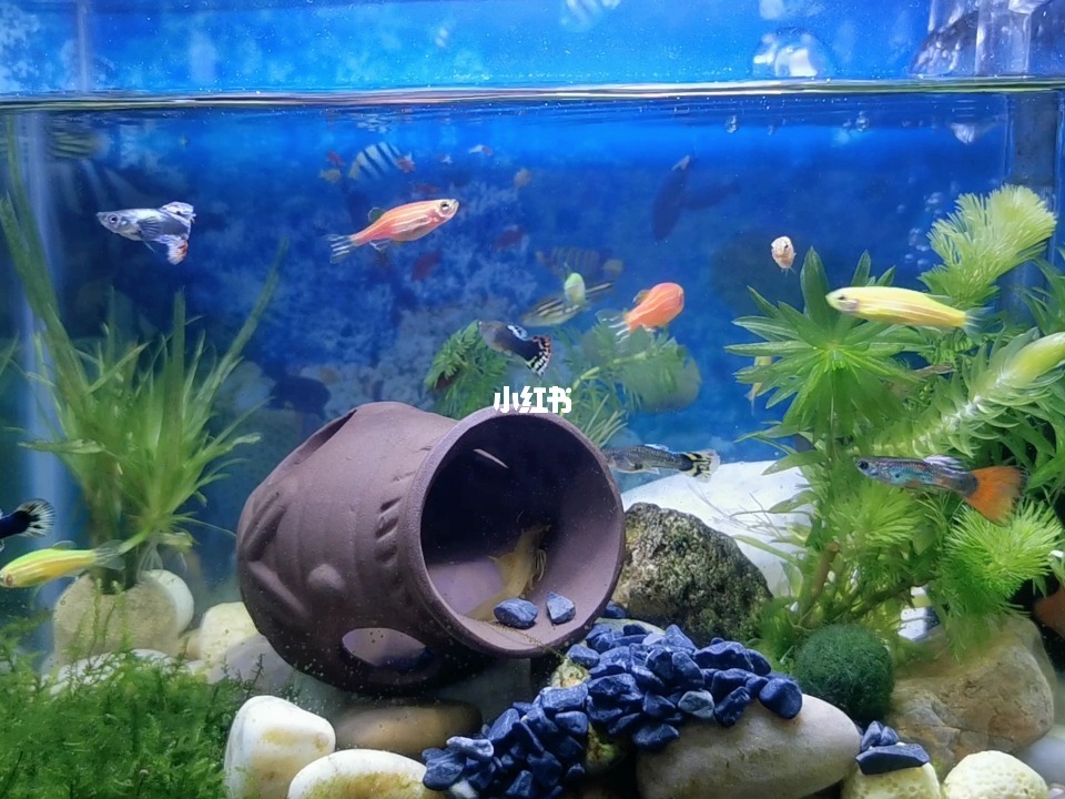 最新魚缸圖片,水族美學的時代變遷欣賞