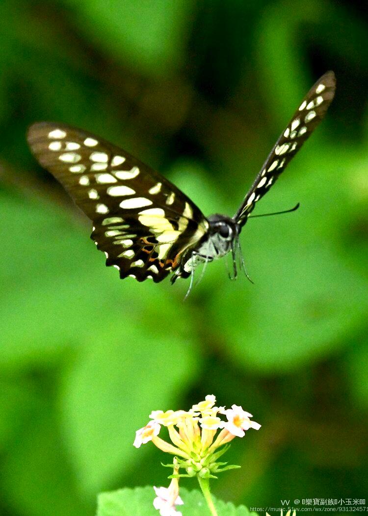 雨蝶最新步驟指南,如何完成任務或學習技能?