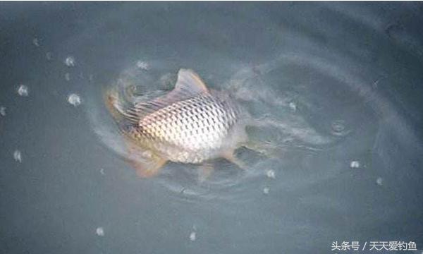 最新逗釣步驟指南,從入門到精通的釣魚技巧分享