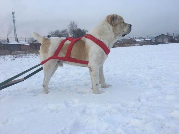 中亞犬,小巷深處的神秘秘境探索