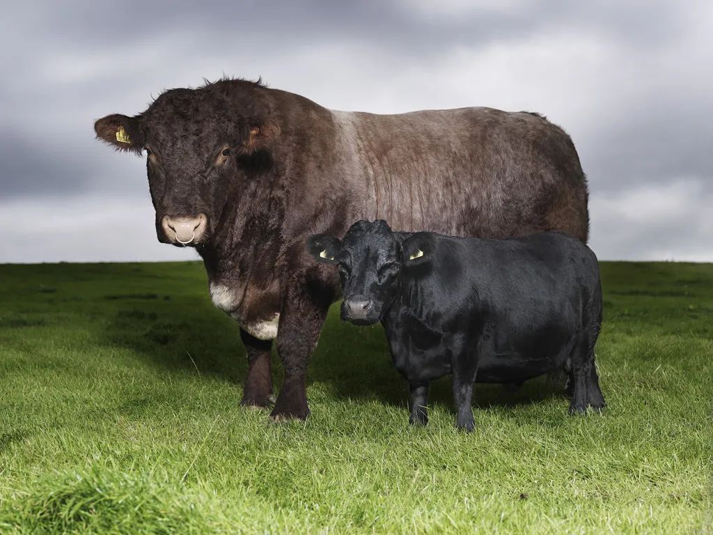 小巷隱藏寶藏，探訪特色小店，領略最牛最新魅力之旅