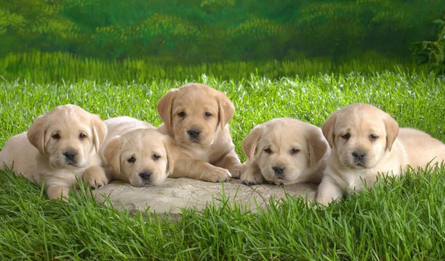 最新狗狗名字精選指南