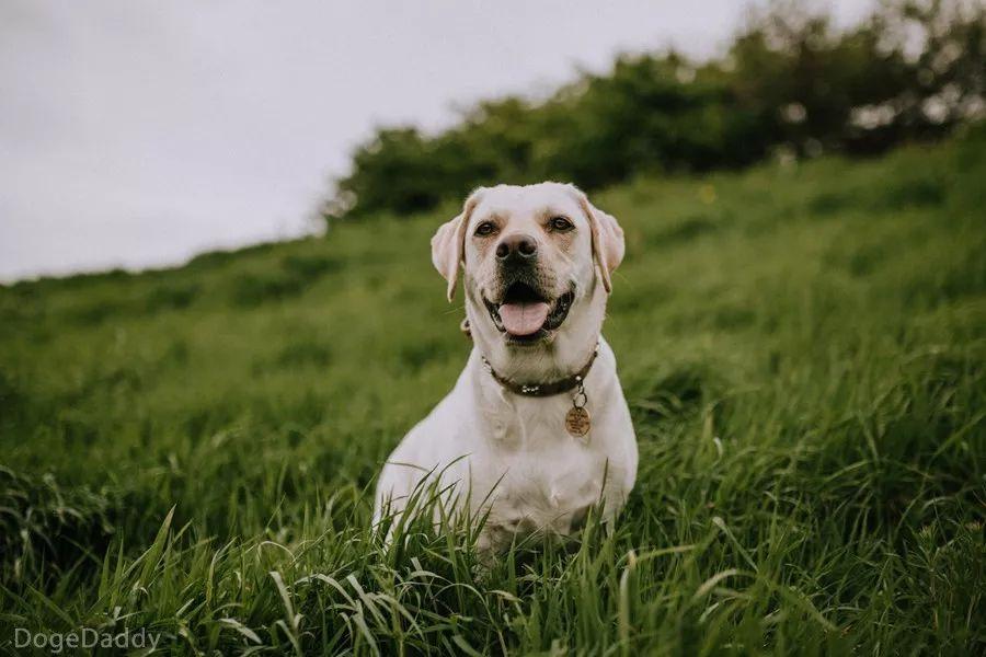 最新狗狗名字精選指南