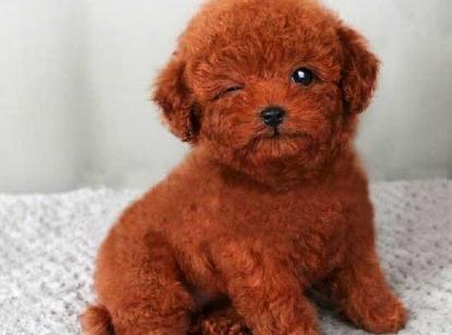 最新小鹿犬，趣事不斷，傳遞溫馨友誼與愛的小使者