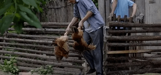 最新版偷雞,從變化中學(xué)習(xí),擁抱自信,成就非凡之路