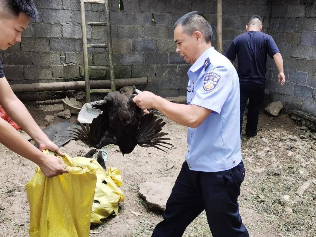 最新版偷雞,從變化中學(xué)習(xí),擁抱自信,成就非凡之路