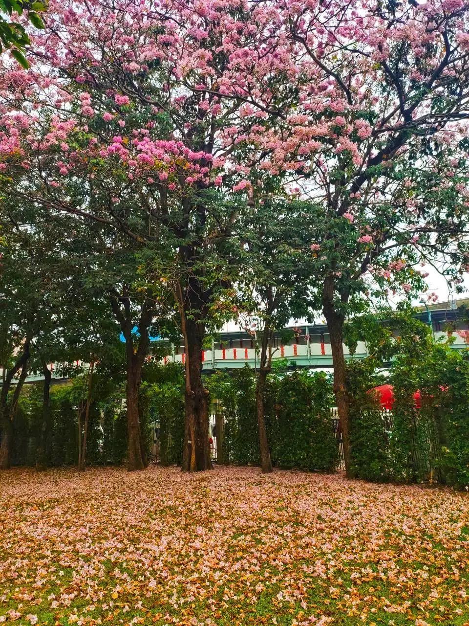 全球最新疫情動態,變化中的學習之路與自信成就的力量