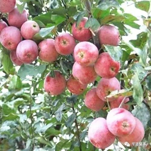 西太后愛心包最新系列，時尚與慈善的完美結合，展現獨特魅力風采