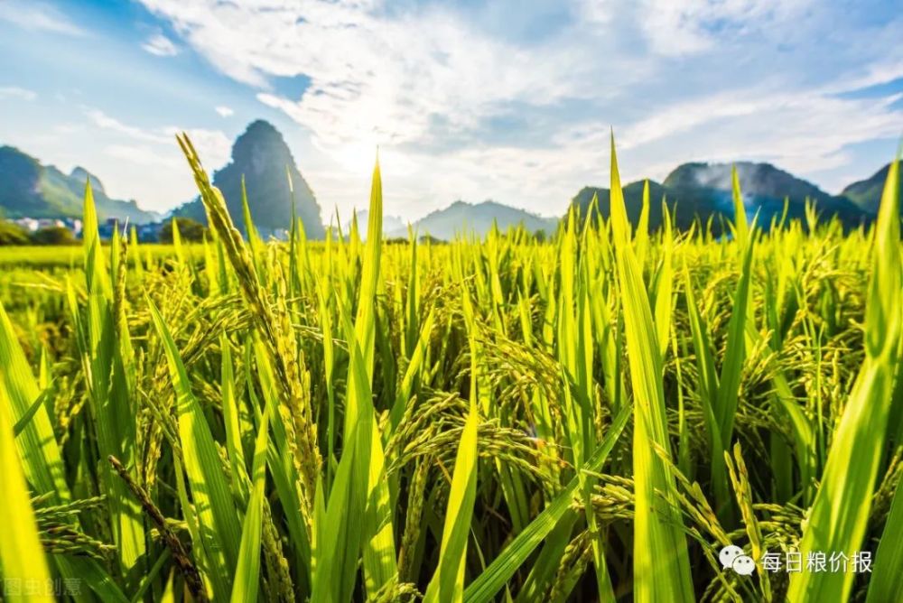 夏鳴星谷子最新科技,點亮生活,科技璀璨引領(lǐng)未來