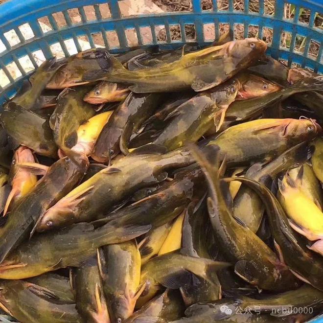 黃顙魚最新報價大全，專業指南與實時更新