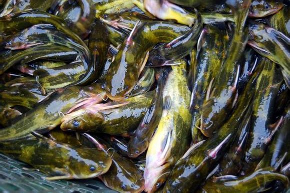 黃顙魚最新報價大全,專業(yè)指南與實時更新