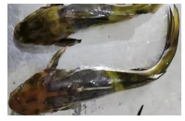 黃顙魚最新報價大全,專業(yè)指南與實時更新