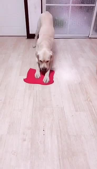 最新狗小視頻,溫馨日常故事